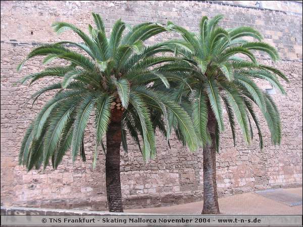mallorca-2004-bilder-058.jpg