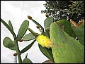 mallorca-2004-bilder-013.jpg