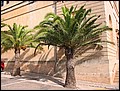 mallorca-2004-bilder-050.jpg