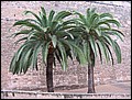 mallorca-2004-bilder-058.jpg