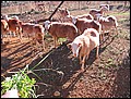 mallorca-2004-bilder-060.jpg