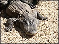 florida-070206-131948.jpg