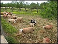 070322-152402-thorsten.jpg