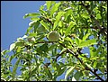 070323-122832-pan.jpg