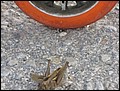 081020-110358-SR-IMG_1164.jpg