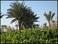 DJ-24164926-RA-IMG_6014.jpg