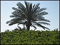 DJ-24165014-RA-IMG_6017.jpg