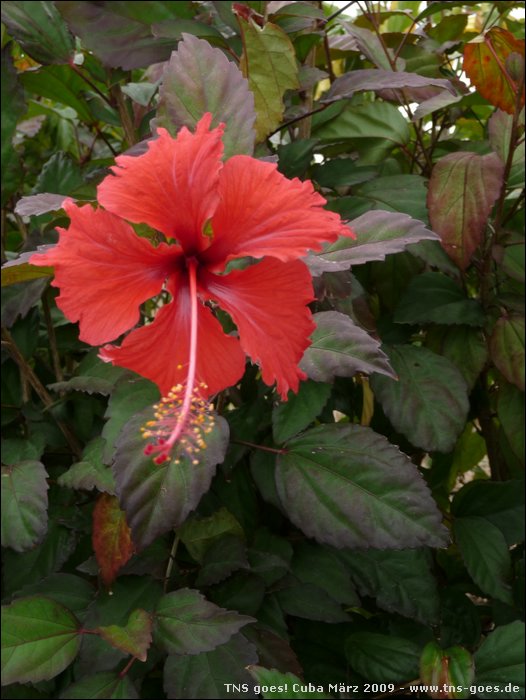 Cuba_090307-022.jpg