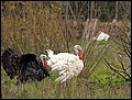 091028-110840-FR-OA1D7285.jpg