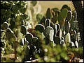 100213-094720-OA1D5170-FR.jpg
