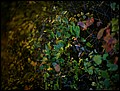 131015-211438-MN-IMG_1079.jpg