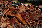 MN_IMG_4317.JPG